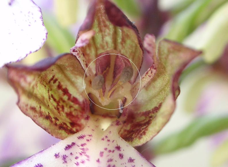 Impollinazione